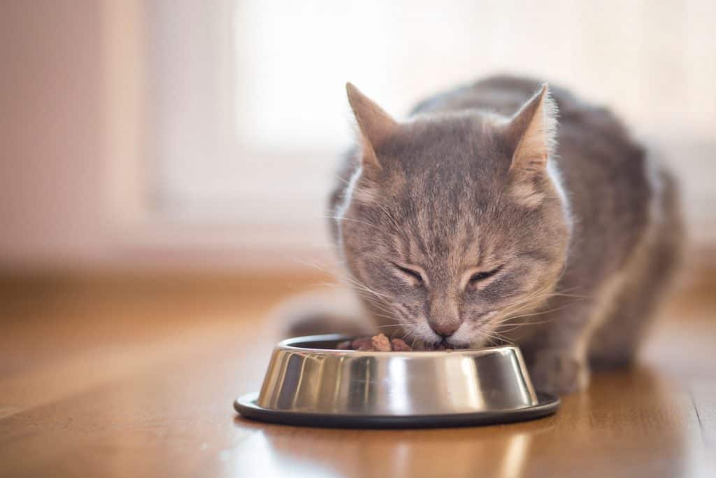 A cute cat eating cat food