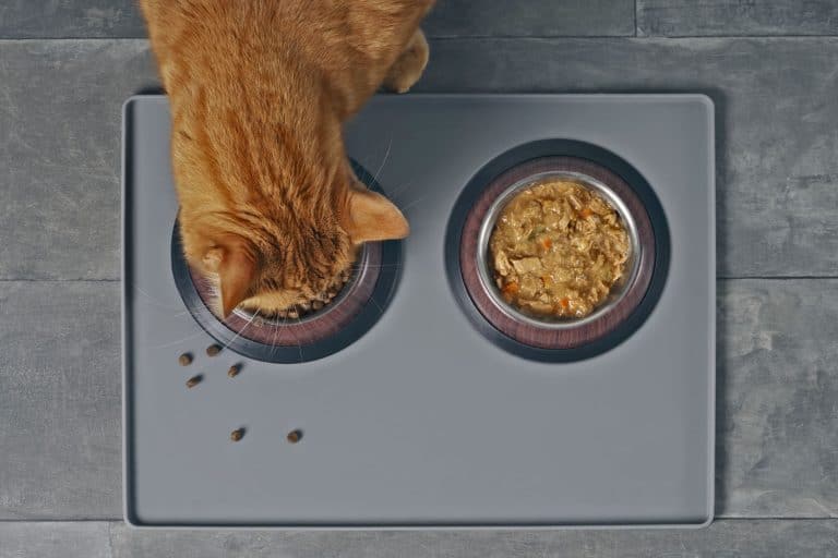 A cute cat eating his cat food in his stainless steel bowl, Should You Warm Up Wet Cat Food?