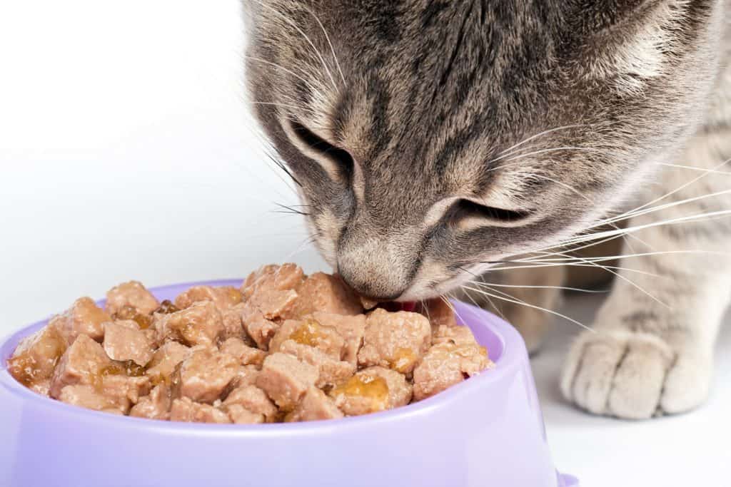 A cute small cat eating his cat food in a violet bowl