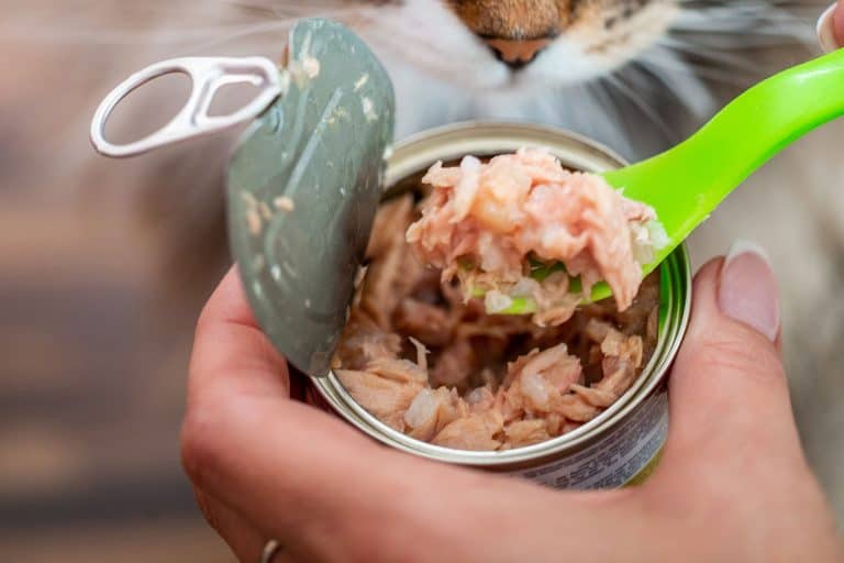 A woman scooping a freshly opened cat food, Is Canned Cat Food Cooked Or Raw?