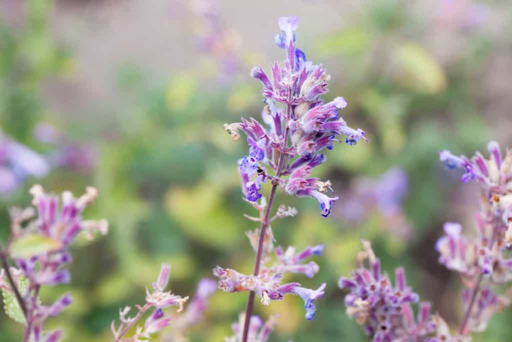An up close photo of a catnip flower on a garden