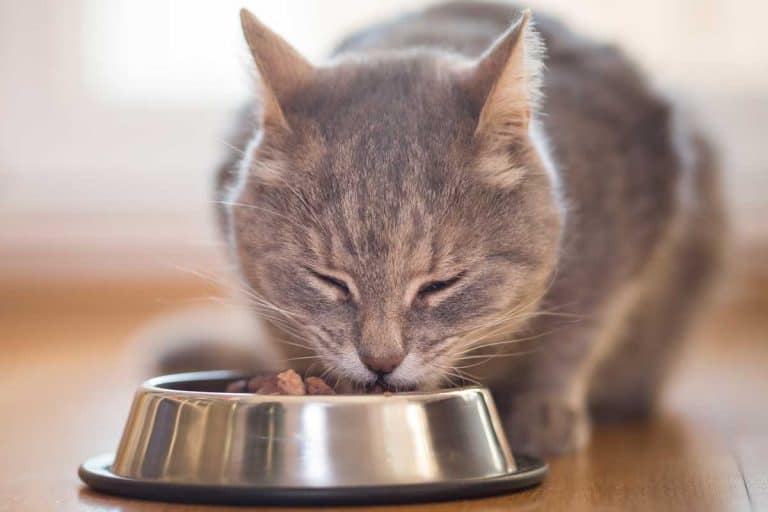 Beautiful tabby cat eating on a food bowl, What Wet Cat Foods Have The Most Protein?