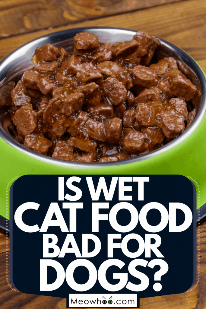 An up close photo of cat food on a wooden table, Is Wet Cat Food Bad For Dogs?