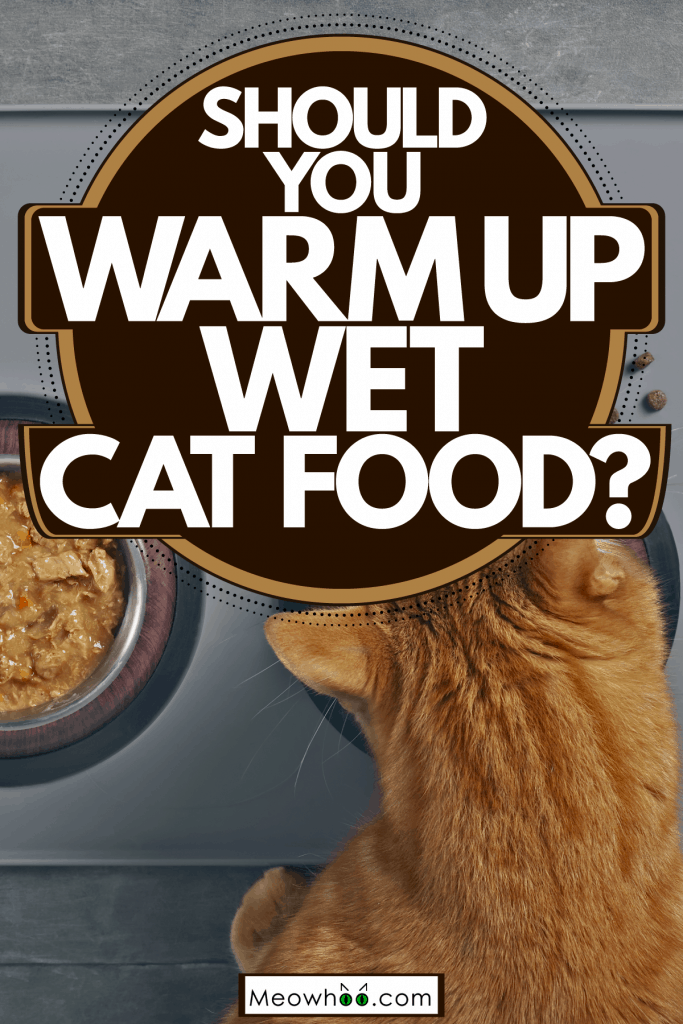 A cute cat eating his cat food in his stainless steel bowl, Should You Warm Up Wet Cat Food?