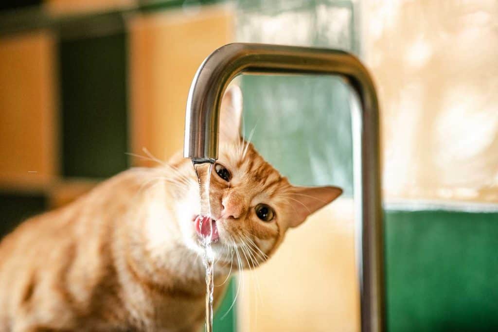 A cat drinking from a tap in a kitchen