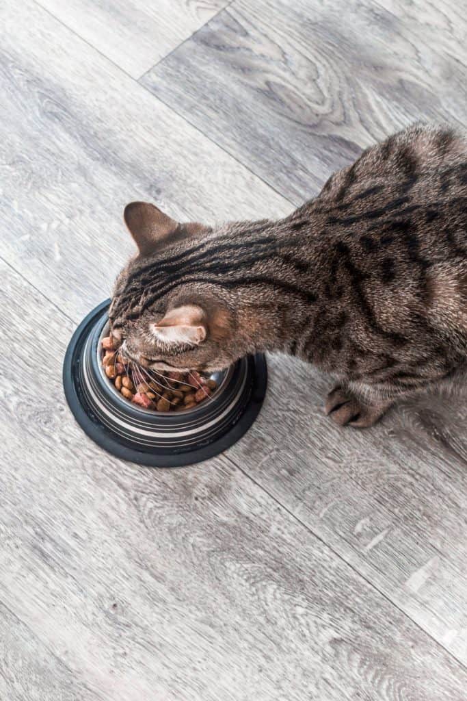 A cat eating his cat food in his bowl