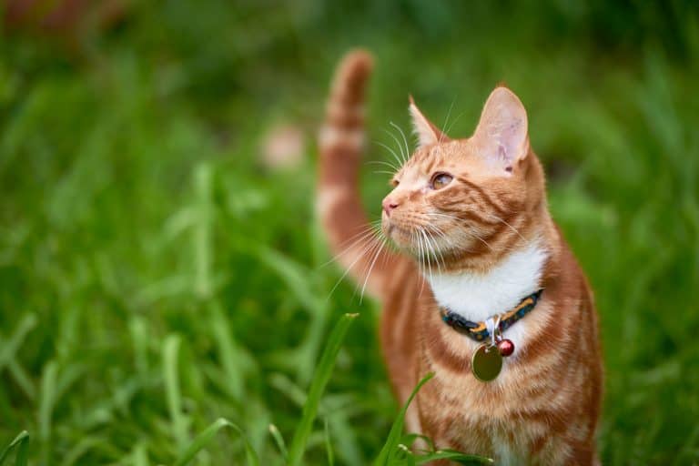 A ginger tabby cat wearing a collar bell, Do Cat Collars Need Bells?