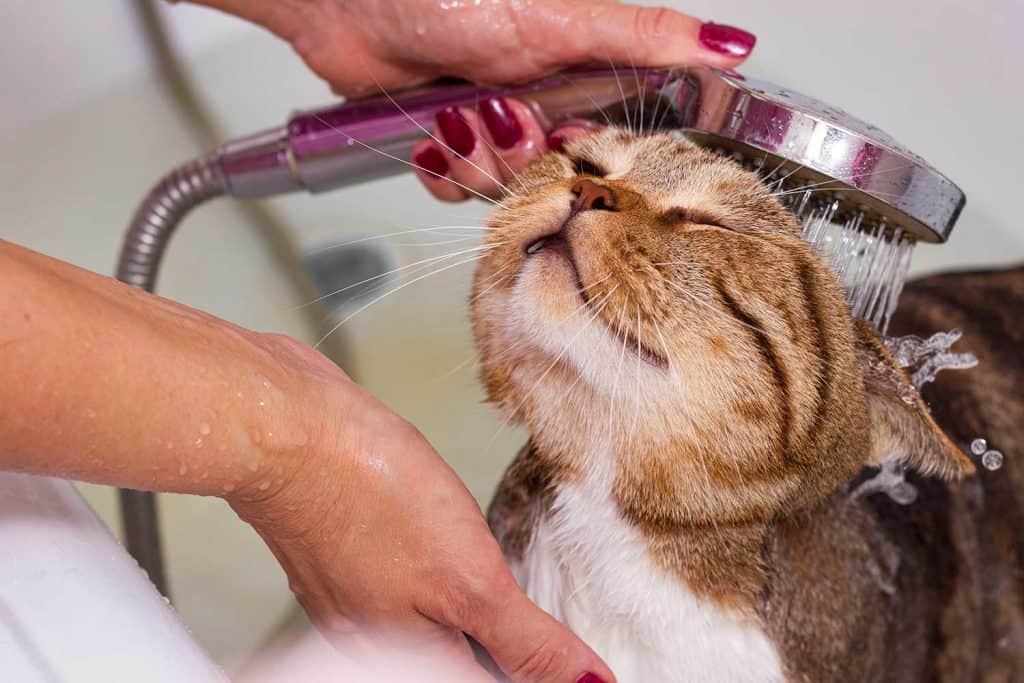 Beautiful Scottish tabby cat takes a shower