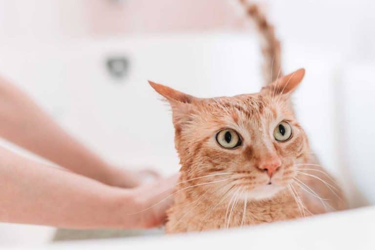 Domestic yellow cat bathing, Should You Bathe A Cat After Adoption?