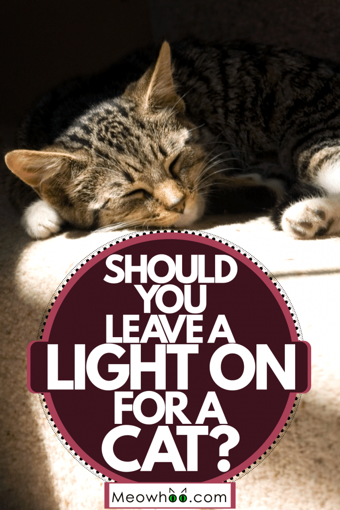 A cat sleeping on the sofa, Should You Leave A Light On For A Cat?