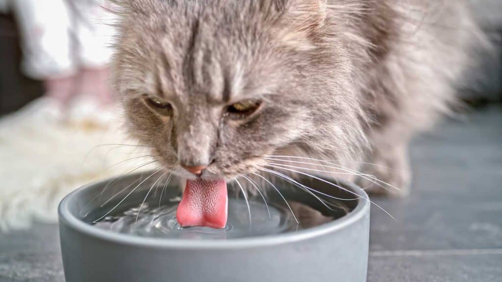 Tabby cat drinking water