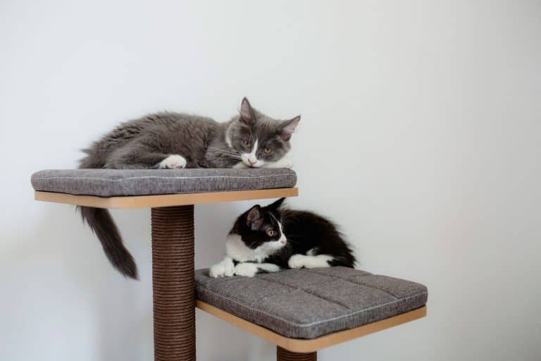 Two cats sleeping on their cat tree with gray carpet, What Is The Best Carpet For A Cat Tree?