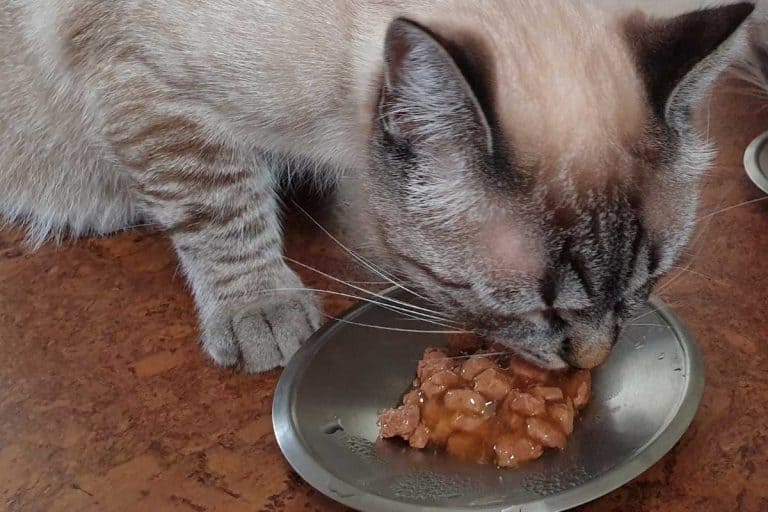 Young cat eating canned wet food, Should You Add Water To Wet Cat Food?