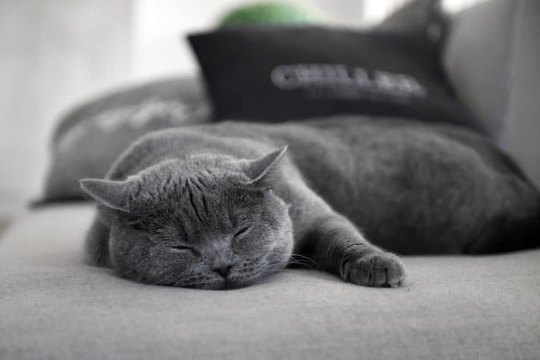 A British shorthair cat sleeping on the gray sofa, Should You Put Catnip In A Cat Bed?