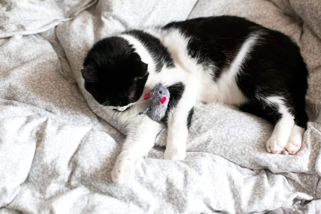 A cat lying down on the bed and sleeping next to a small toy mouse