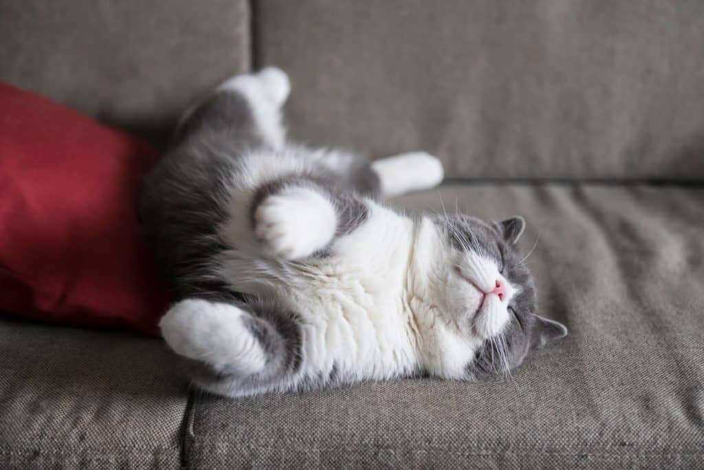 A cute British shorthair cat sleeping on the couch next to a red pillow