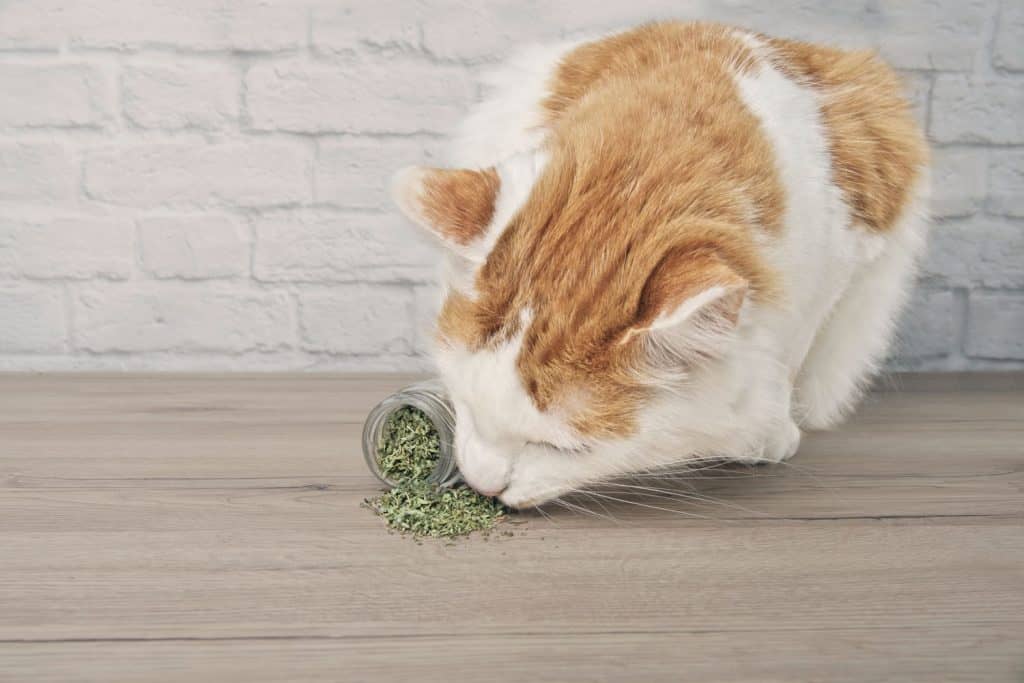 cat sniffing and eating catnip