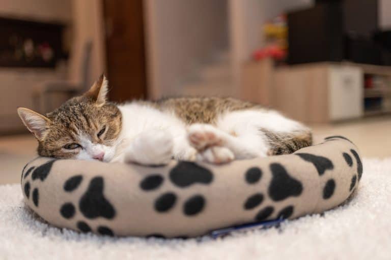 A cute cat relaxing on his cat bed with cat foot print designs inside a living room, 10 Best Cat Beds For Large Cats