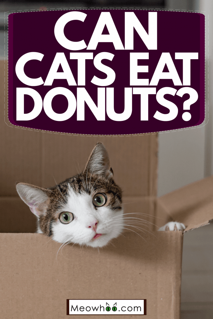A cat sitting inside his small carboard box home, Can Cats Eat Donuts?