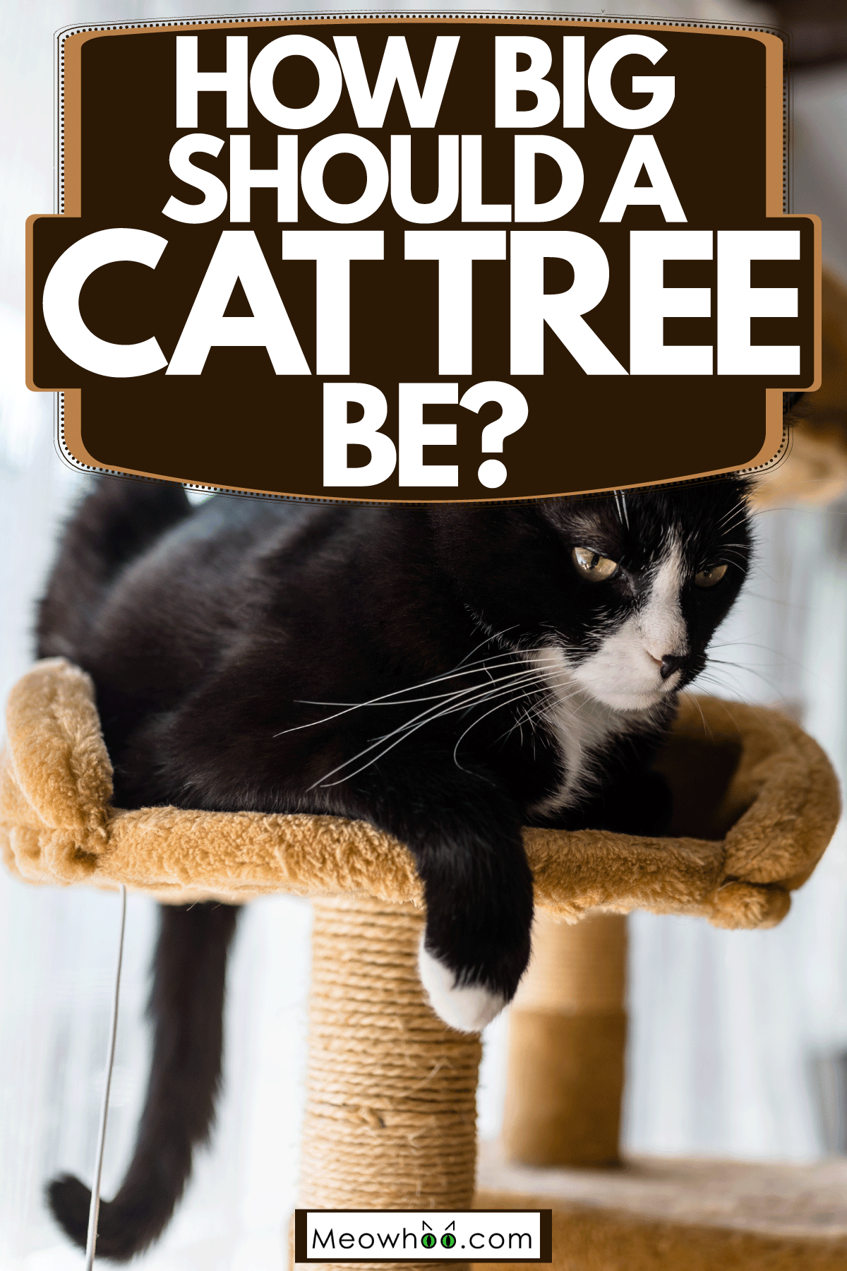 How Big Should A Cat Tree Be?