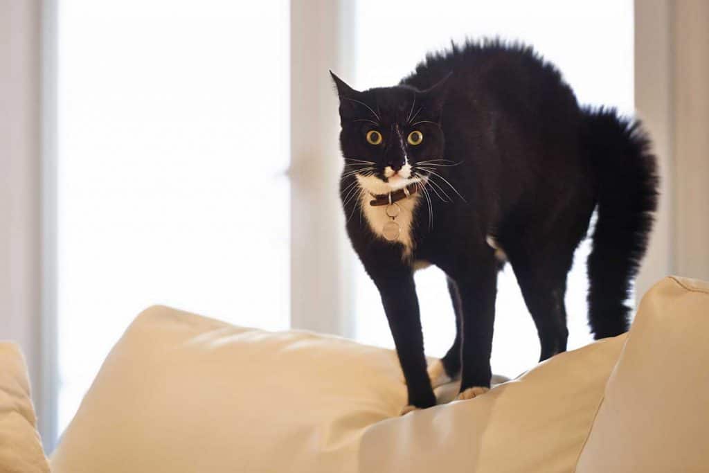 Shot of a black cat standing on a sofa