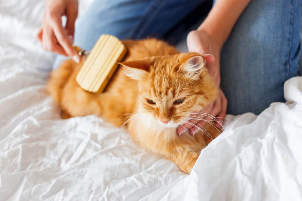 Woman combs a dozing cat's fur. Ginger cat's head lies on woman hand., Can You Over Brush A Cat?