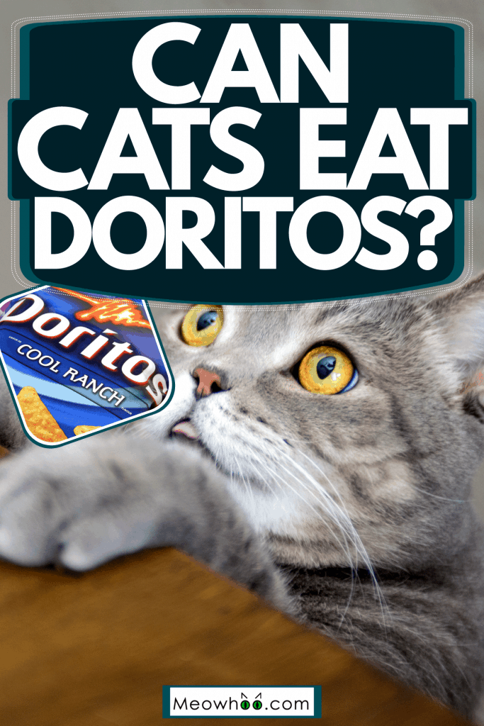A British shorthair cat climbing on top of the table, Can Cats Eat Doritos?