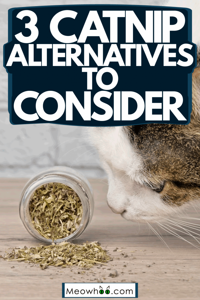 A cute domestic at smelling a small jar filled with catnip, 3 Catnip Alternatives To Consider