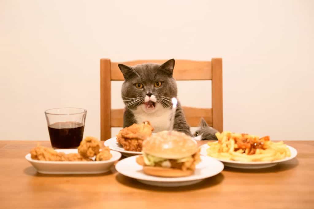 A British shorthair cat sitting on a chair and eating fast food on the table
