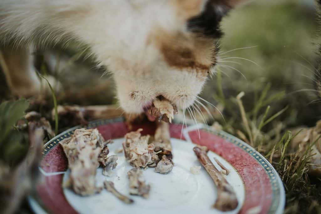A cat eating chicken bones from a plate outside
