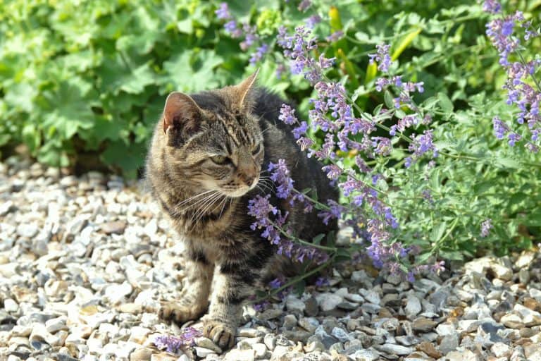 A cat smelling catnip in the garden, How Fast Does Catnip Work?
