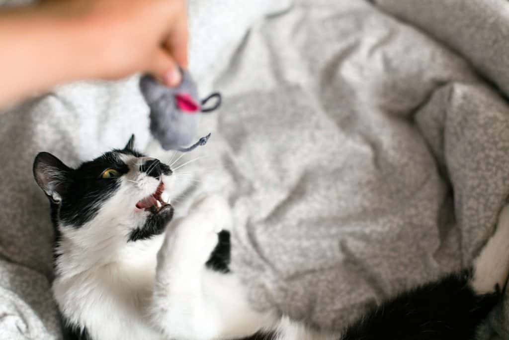 A cute cat playing with his owner holding a small catnip mouse