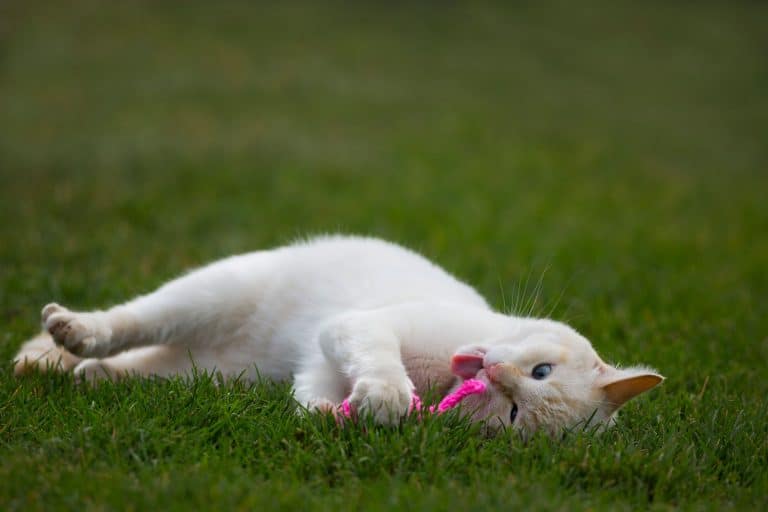 A cute cat playing with his pink colored catnip mouse on the grass outside the garden, How Long Should You Let Your Cat Play With Catnip?