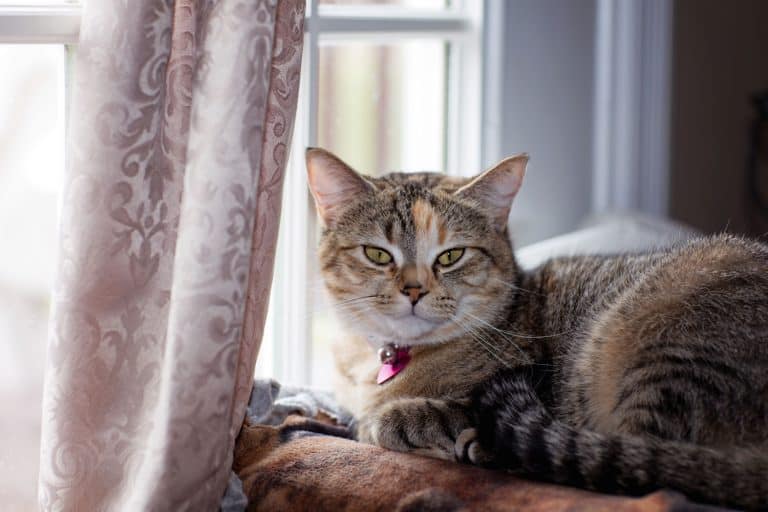 A cute indoor cat wearing a violet collar and starring at the window, Should Your Indoor Cat Wear A Collar?
