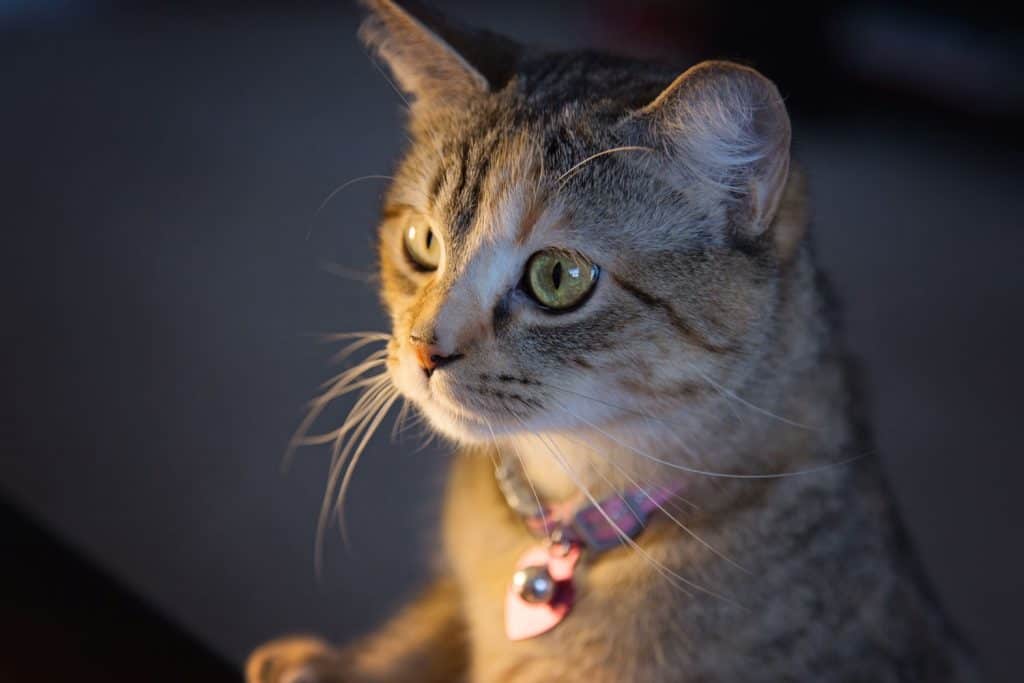 A cute cat wearing a collar staring outside