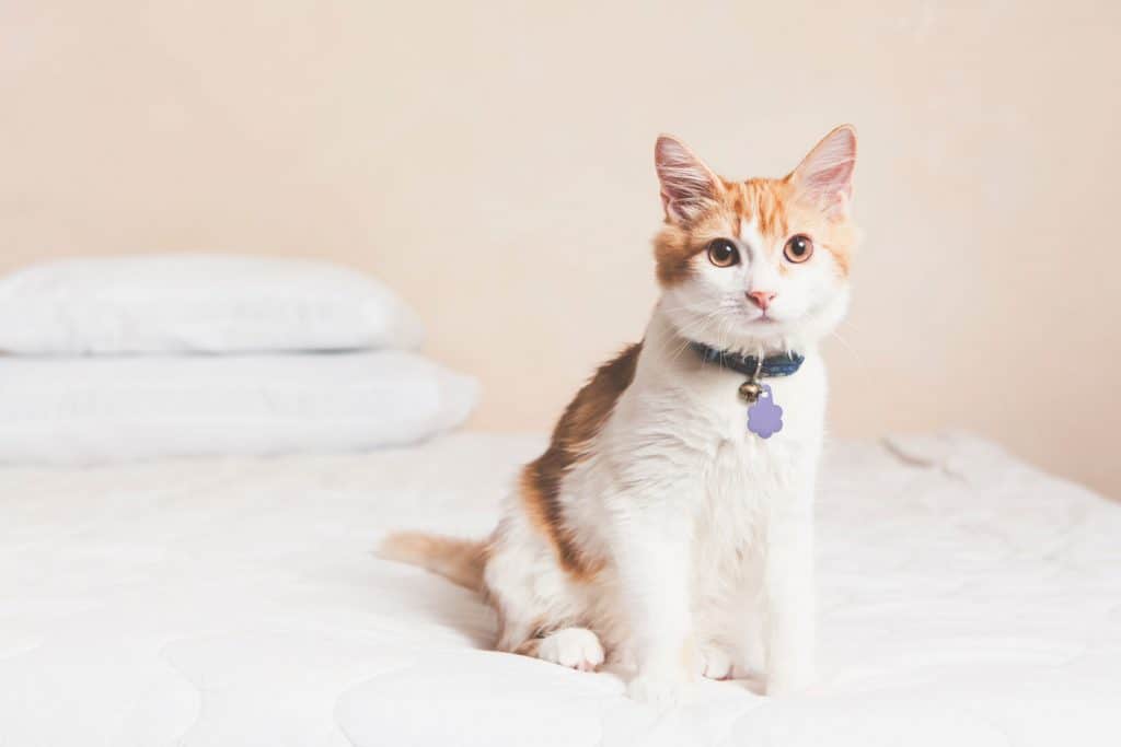 A cute little ginger cat with a violet collar and sitting on a white bed