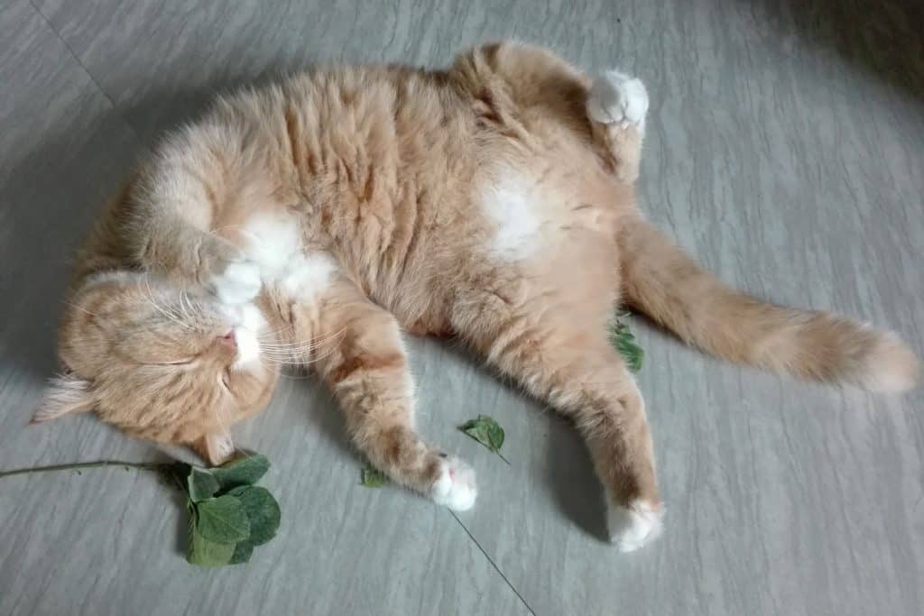 A cute orange cat sleeping on the floor after smelling catnip