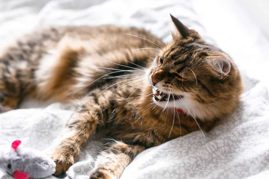 A Maine coon cat yawning while playing with his small catnip mouse toy