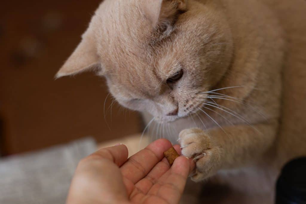 A red british shorthair cat picking out a small treat from his masters hand
