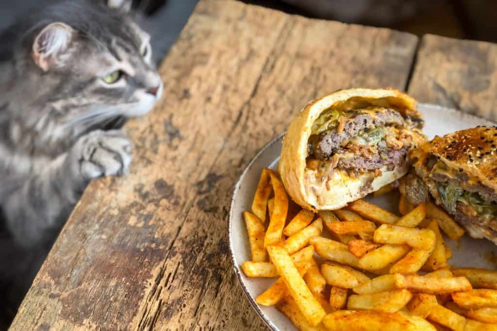 A small tabby cat climbing up the wooden table and smelling the French fries