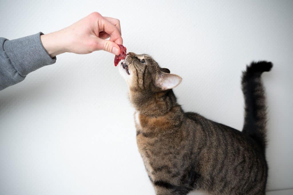 A woman feeding her cat a small slice of meat
