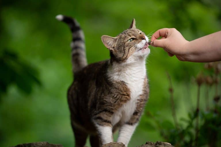 A woman feeding her cat some treats after having some exercise, What Are The Best Cat Treats For Training?