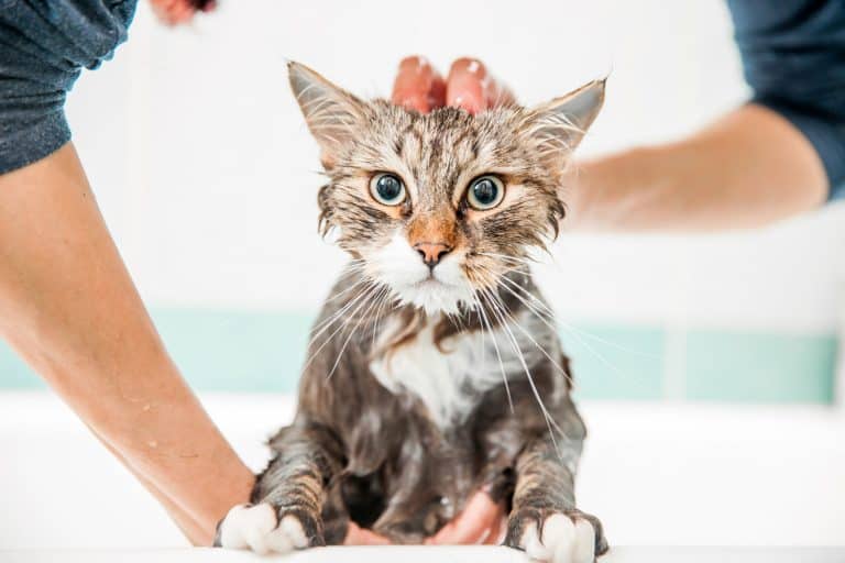 Adult Woman Washing Siberian Cat in Bathtub, How Often Should You Wash Your Indoor Cat?