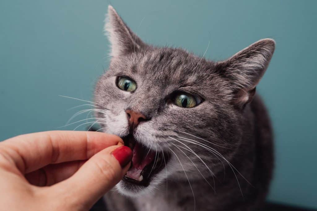 An adorable gray cat receiving some treats from her hooman