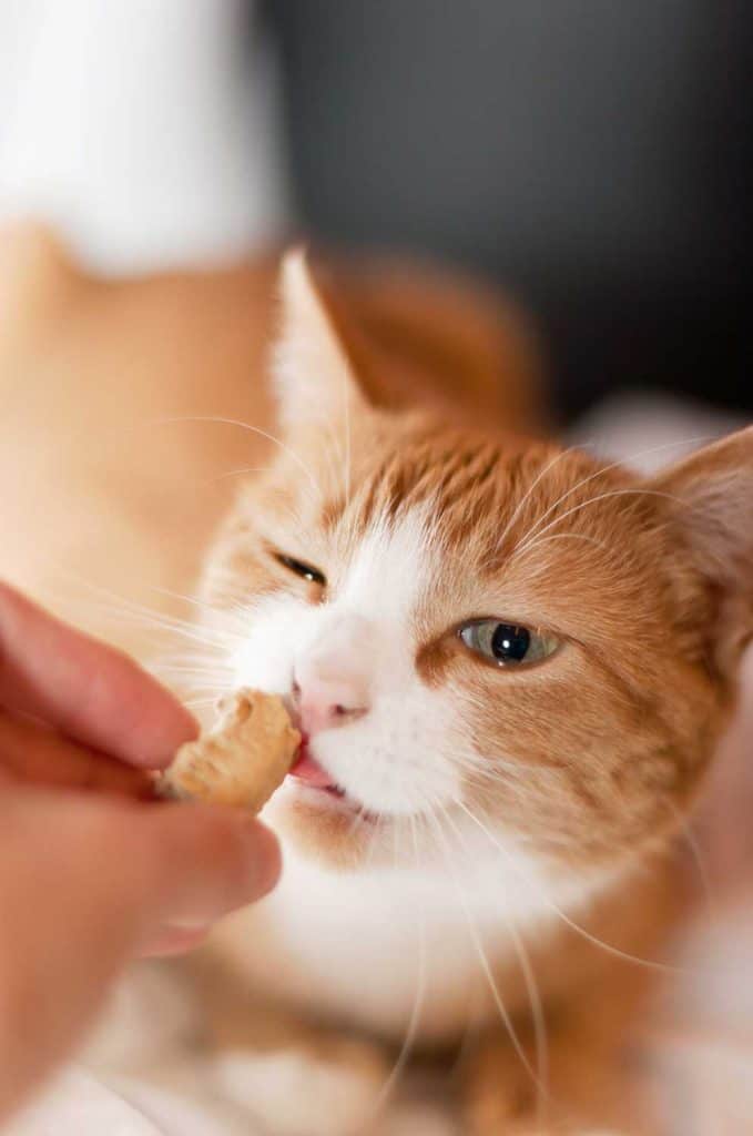 An orange and white cat being fed a treat
