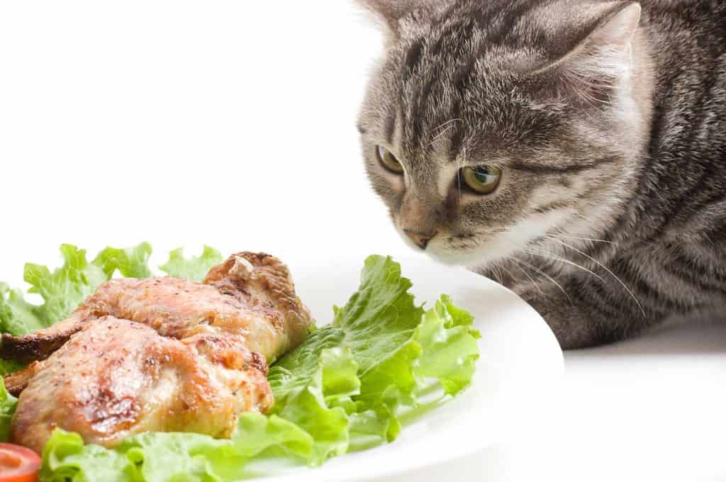 Beautiful Scottish young cat eating chicken wings