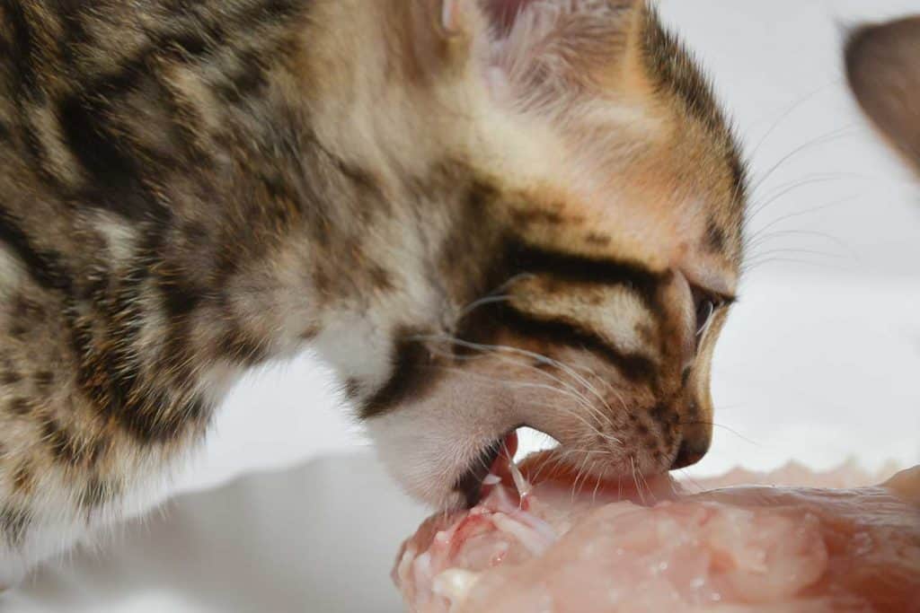 Bengal kitten eats raw chicken breast