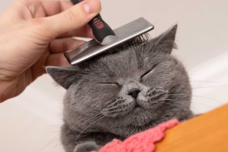 British shorthair cat gets groomed, How Often Should You Brush Cats?