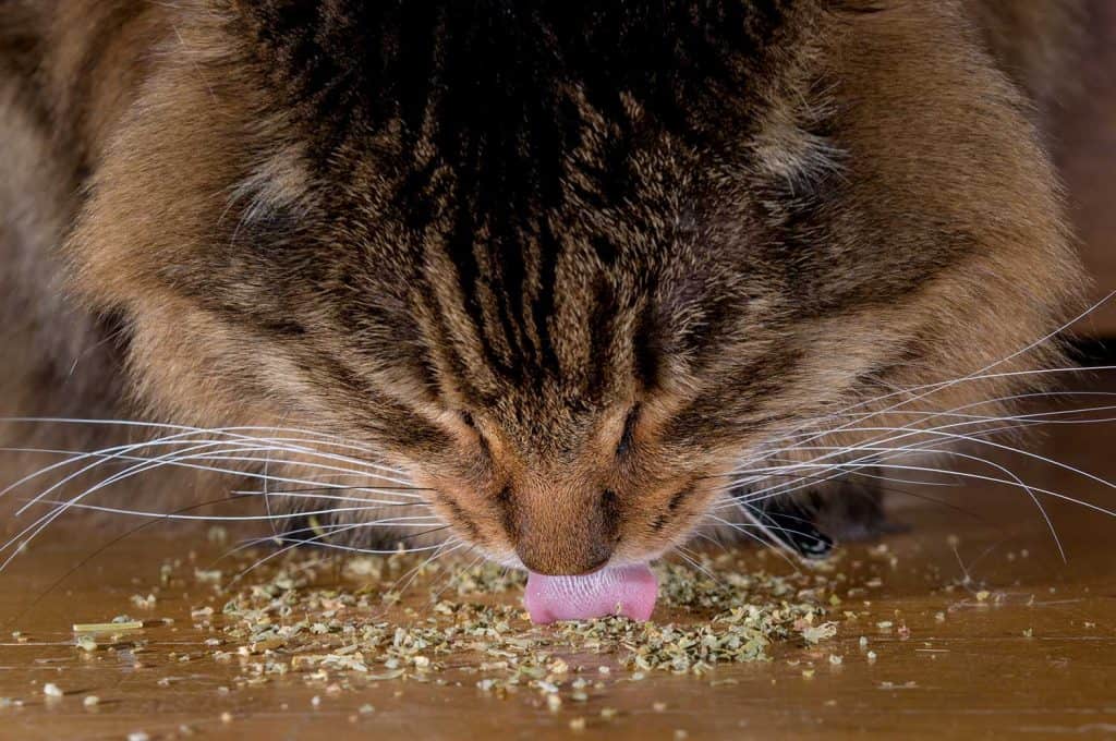 Close up of a cat eating catnip