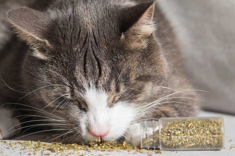 Domestic cat eating and enjoying dried catnip, Catnip Ingredients: What Does It Contain?